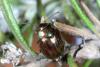 Chrysolina americana